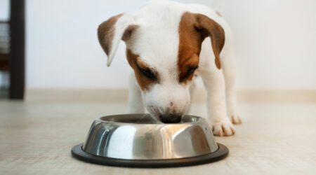 5 food brands highly recommended for dogs