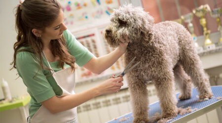 Pet services &#8211; Tips for a smooth grooming session