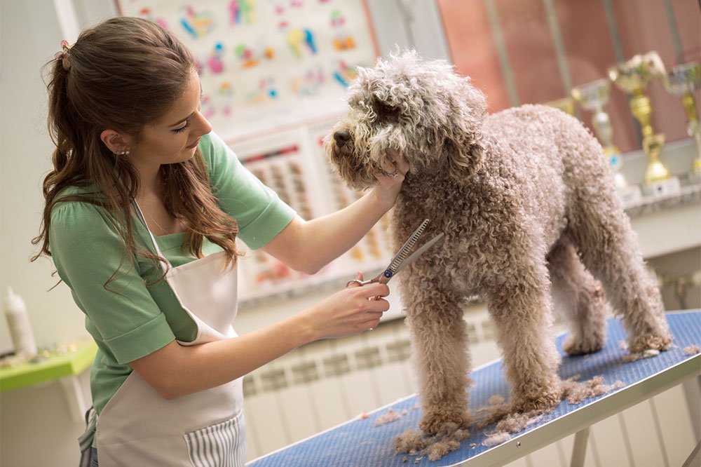 Pet services &#8211; Tips for a smooth grooming session