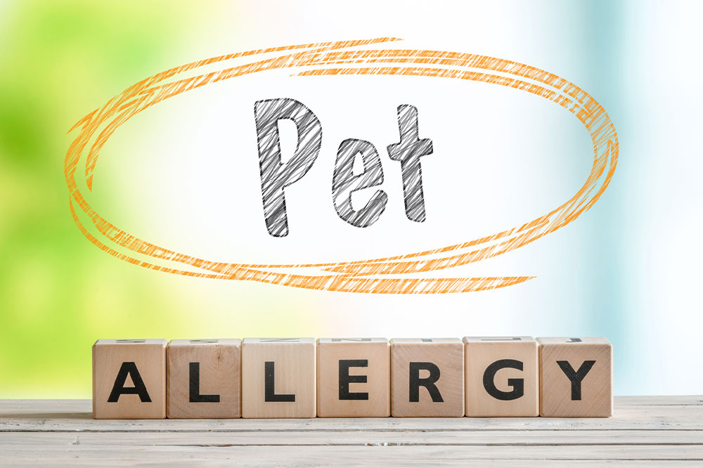 The best treatment options for pet allergy