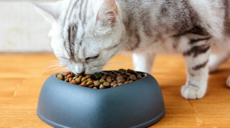 Tips to find the best cat food brands available