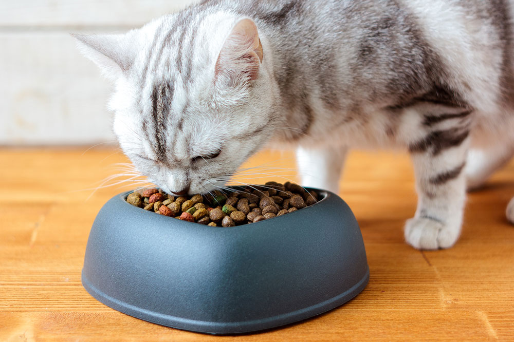 Tips to find the best cat food brands available