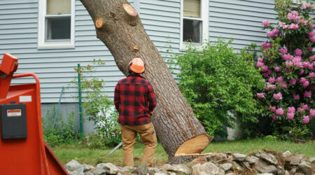 6 scenarios where tree removal is the right choice