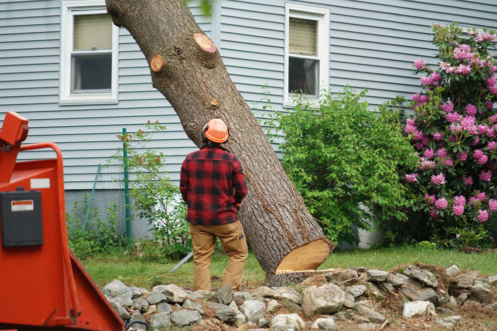 6 scenarios where tree removal is the right choice