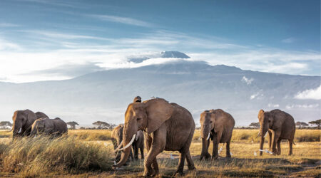 5 must-visit African safari destinations