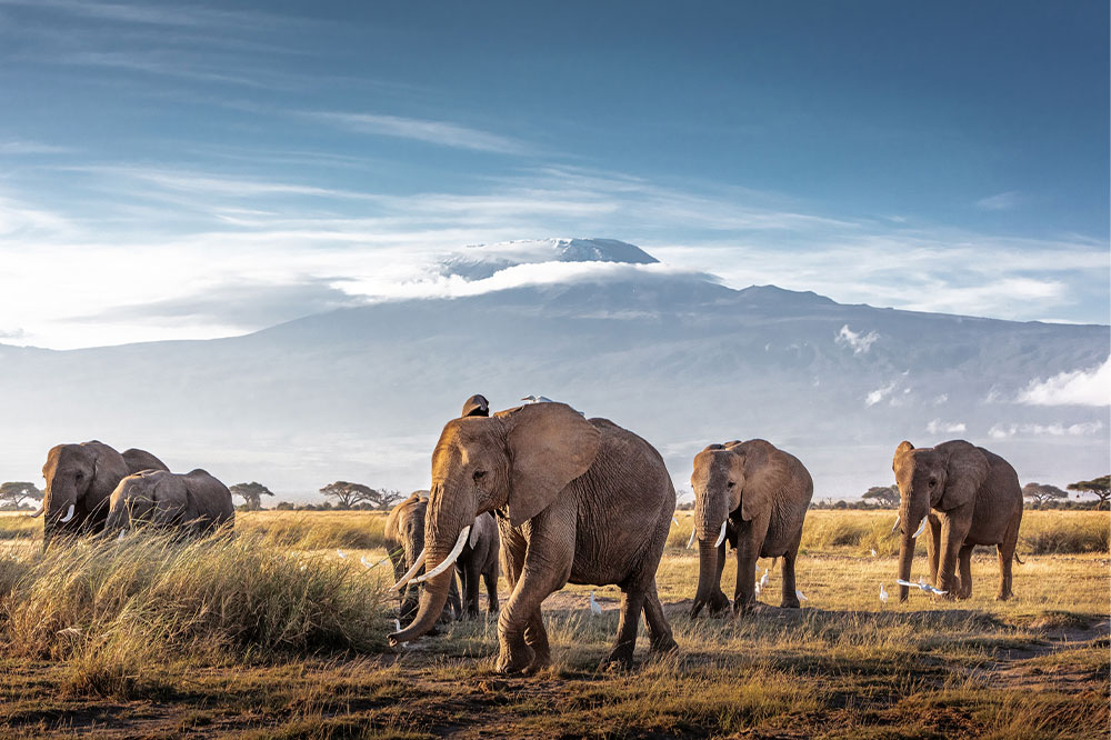 5 must-visit African safari destinations