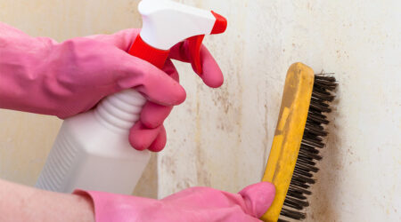 Mold removal – Tips, remedies, and services