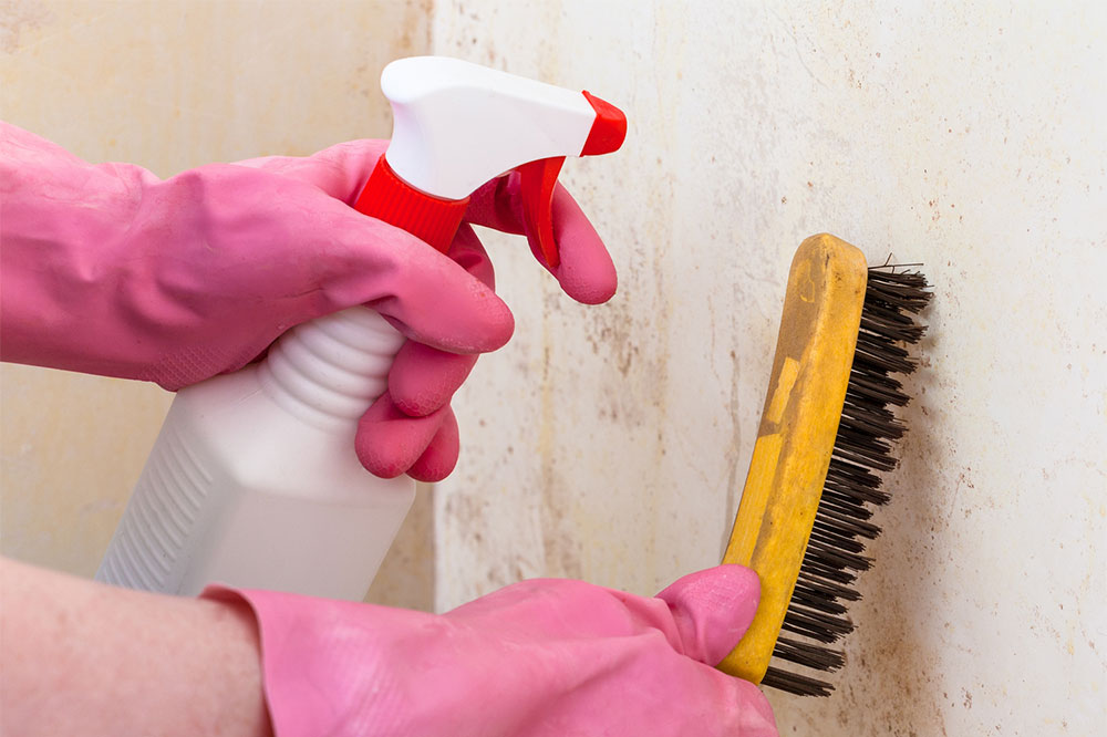 Mold removal – Tips, remedies, and services