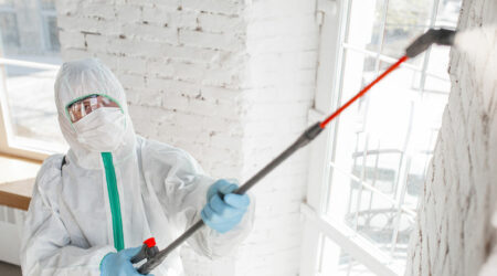 Top 4 mold removal companies to check out