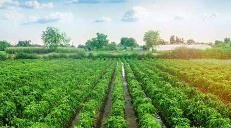 Things to know before pursuing a career in agriculture