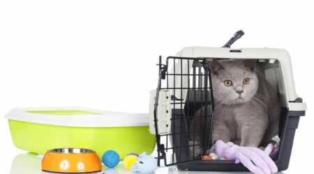 Everything to know about pet supplies