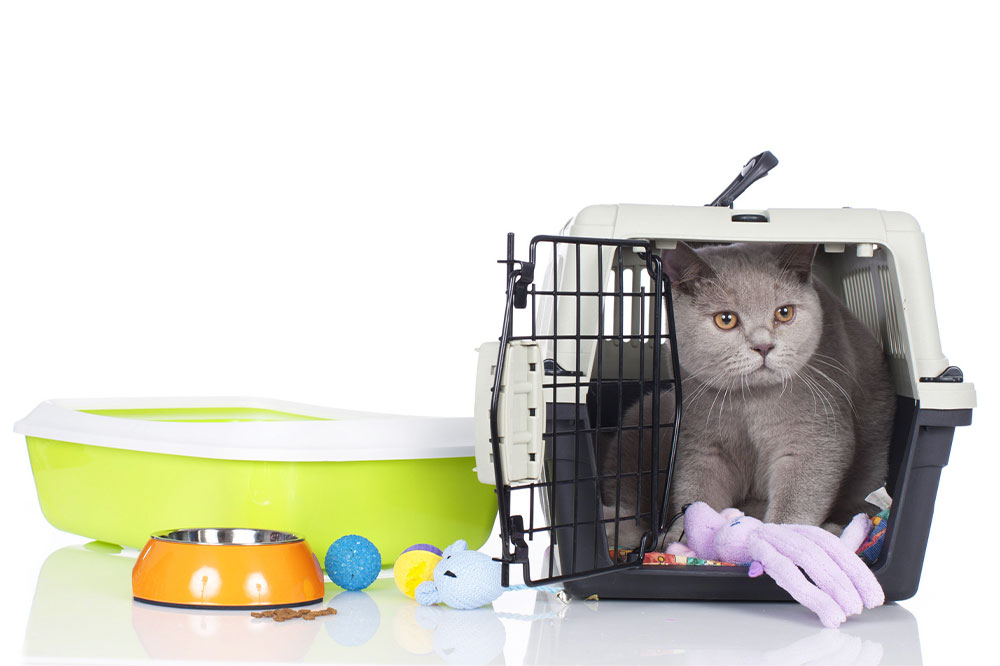 Everything to know about pet supplies