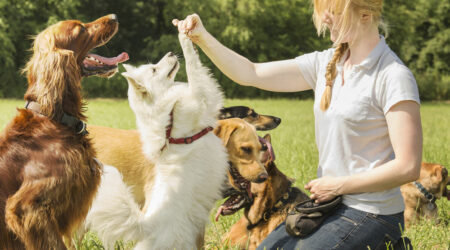 Pet training services &#8211; Benefits, types, and things to know