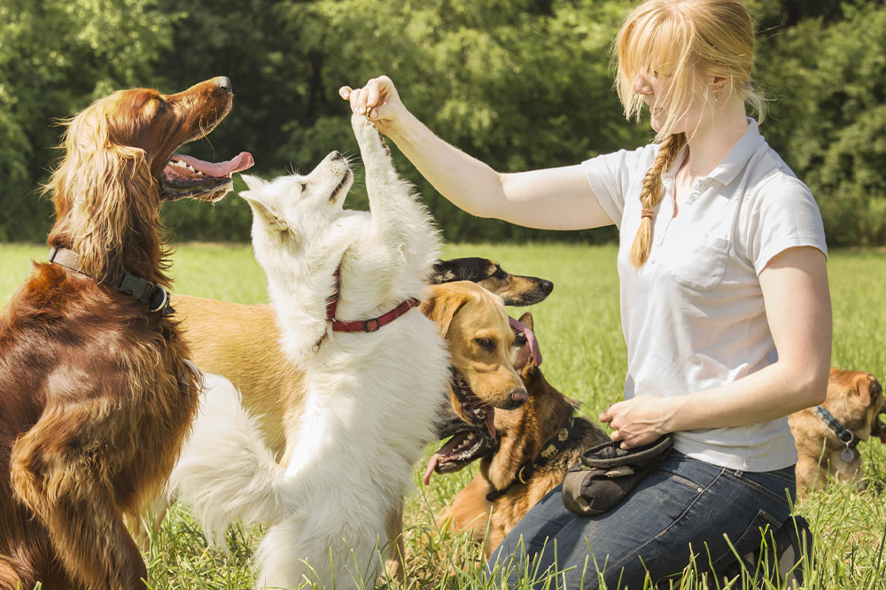 Pet training services &#8211; Benefits, types, and things to know