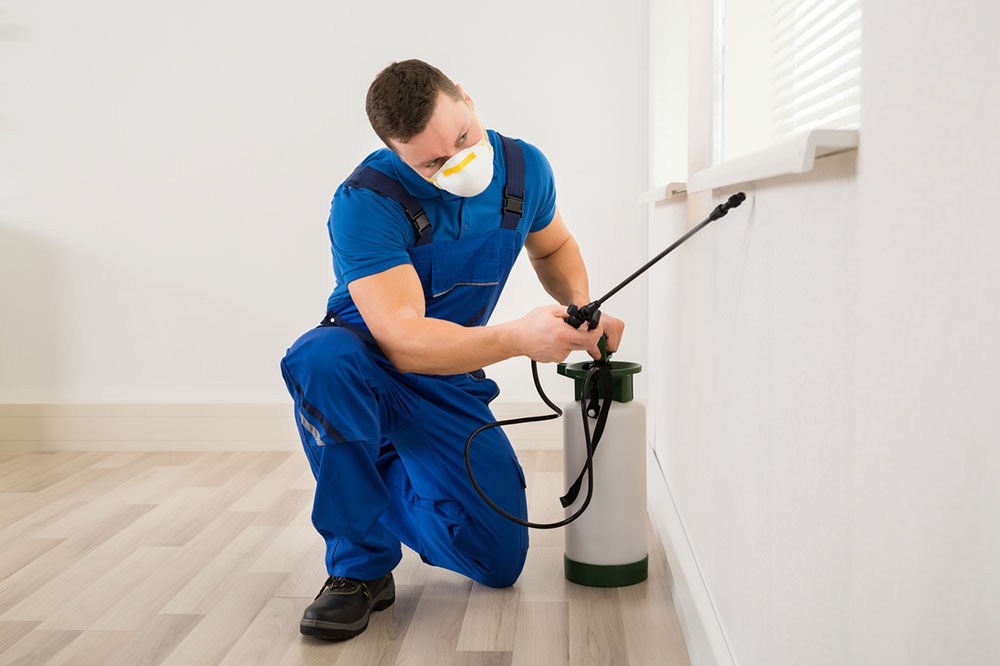 4 factors to choose the top pest control service