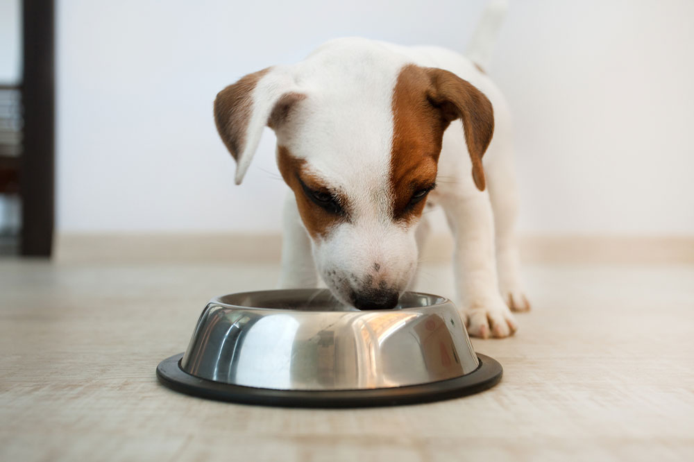 5 food brands highly recommended for dogs