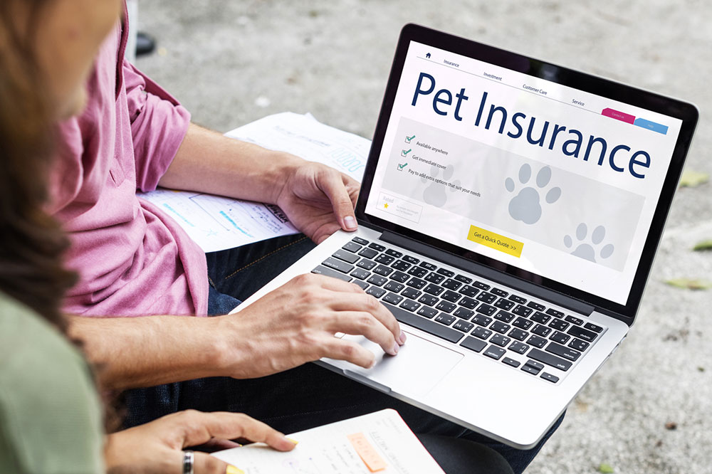 Top 5 pet insurance providers of 2021