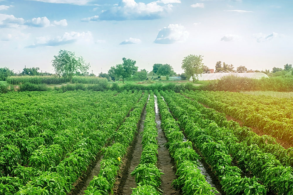 Things to know before pursuing a career in agriculture